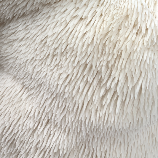 Lions Mane Mushroom Spawn (4lbs)