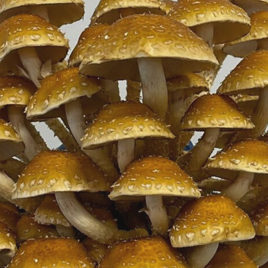 Speckled Chestnut Mushroom Spawn (4lbs)