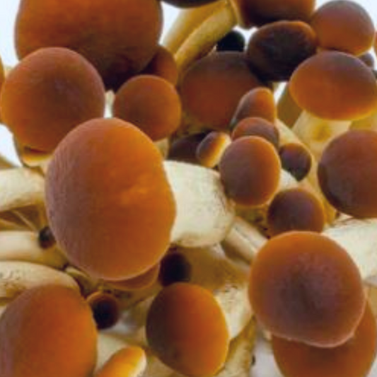 Pioppino Mushroom Fruiting Block (5lbs)