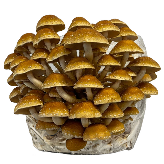 Speckled Chestnut Mushroom Fruiting Block (5lbs)