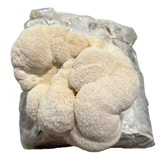 Lions Mane Fruiting Block (5lbs)