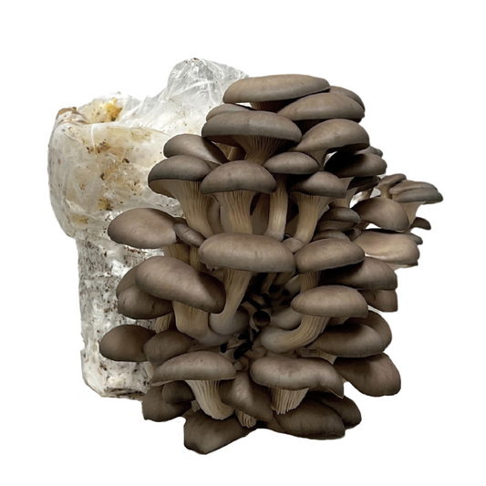 Blue Oyster Mushroom Fruiting Block (5lbs)
