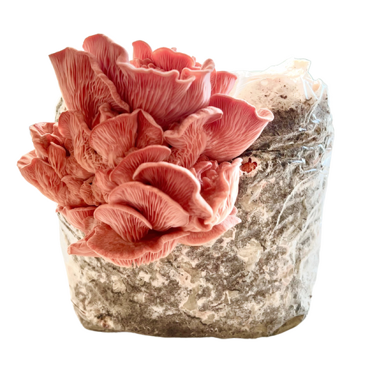 Pink Oyster Mushroom Fruiting Block (5lbs)