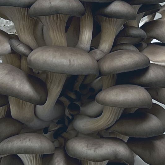 Blue Oyster Mushroom Spawn (4lbs)