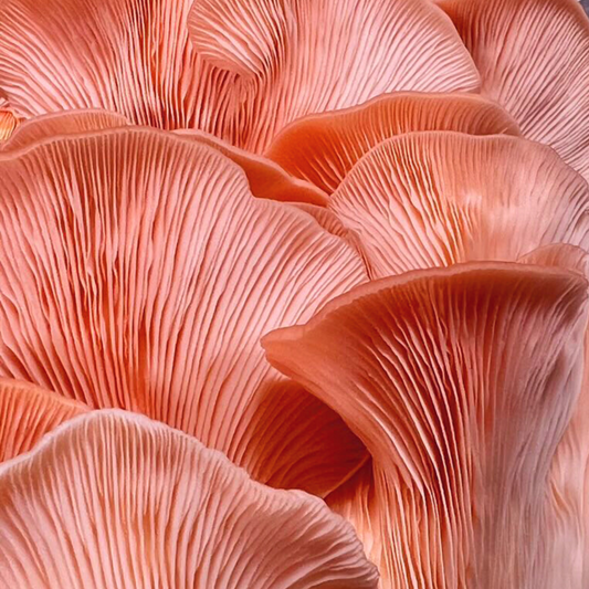 Pink Oyster Mushroom Spawn (4lbs)
