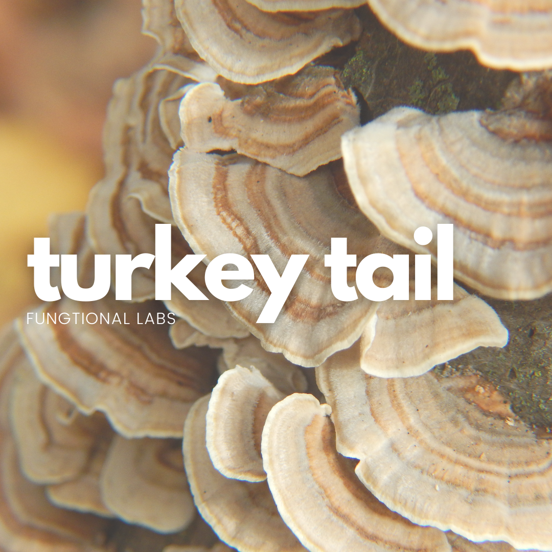 Turkey Tail Mushroom Spawn